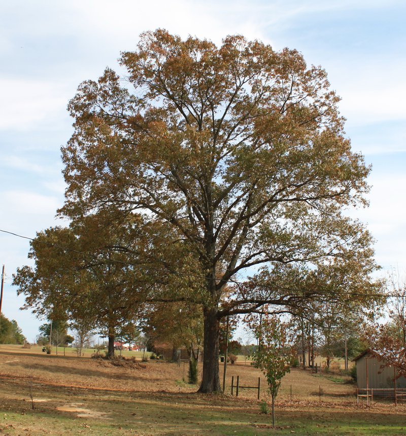 Southern Red Oak photo 6