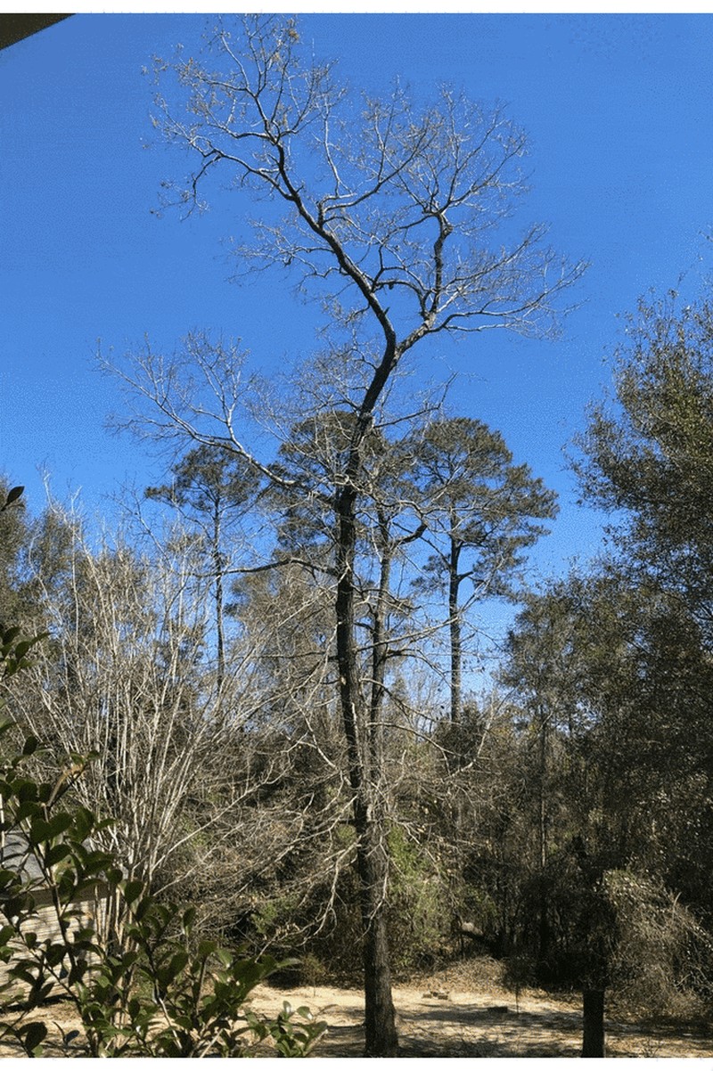 Southern Red Oak photo 4