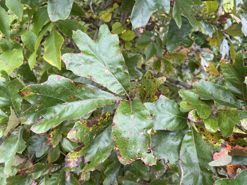 Southern Red Oak photo 5