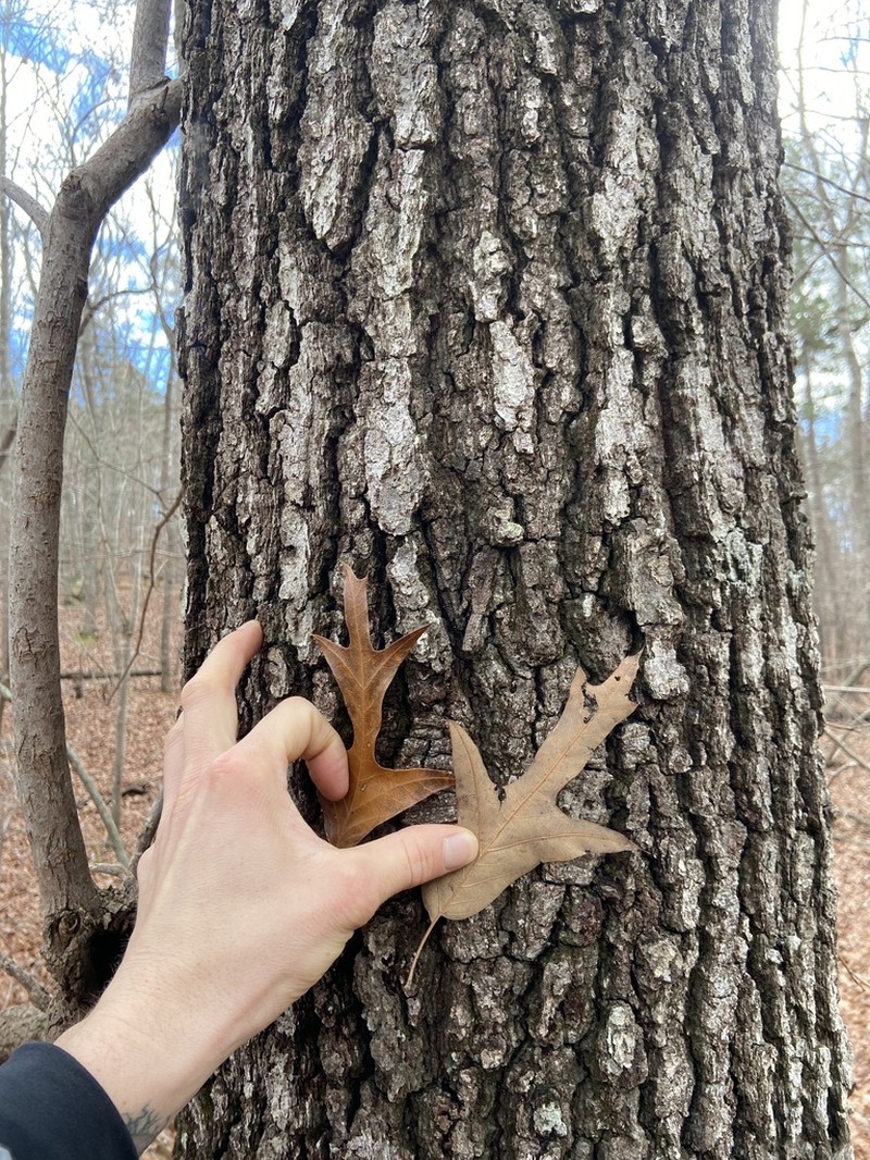 Southern Red Oak photo 6