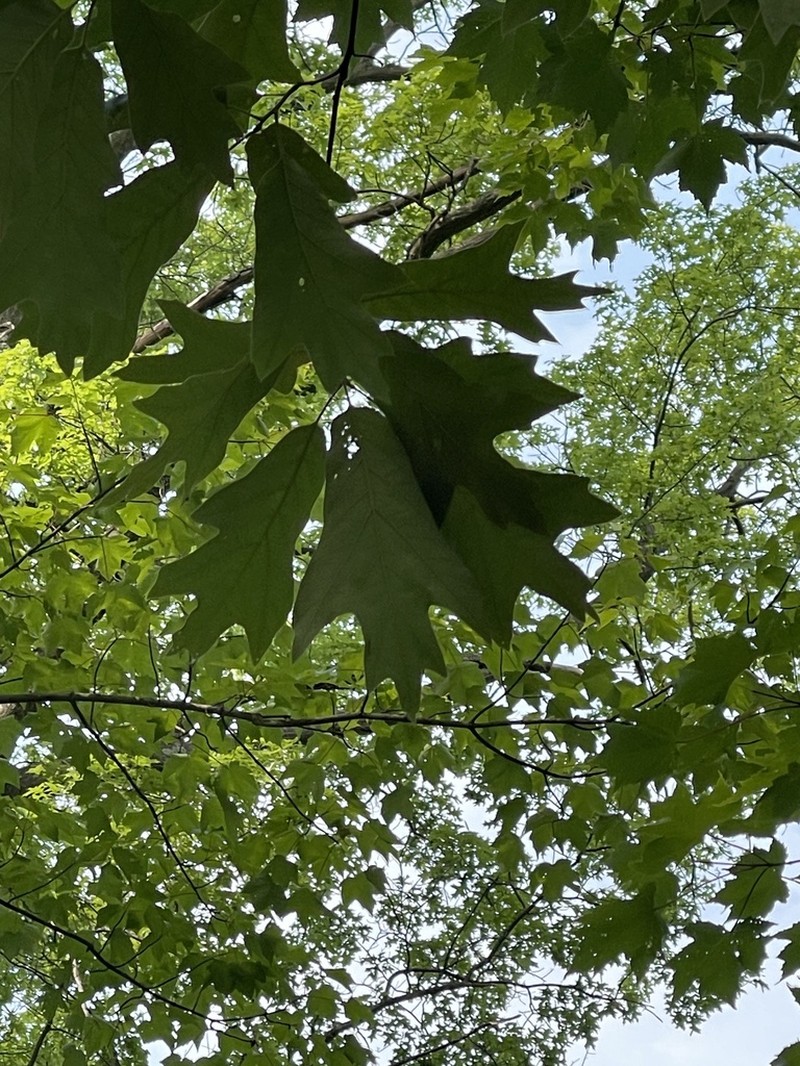Southern Red Oak photo 7