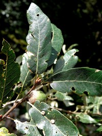 Quercus flocculenta