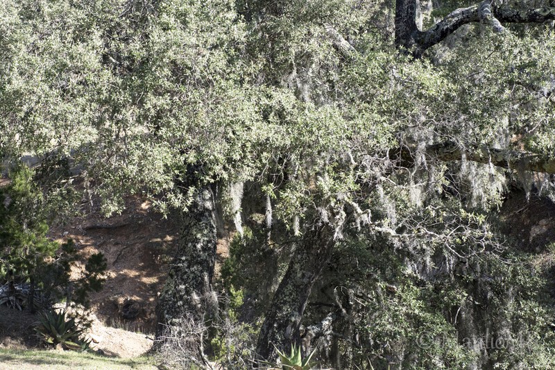 Quercus flocculenta photo 2