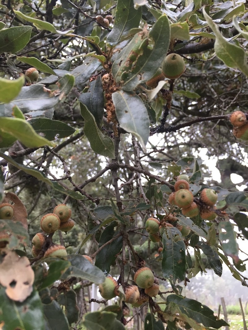 Quercus flocculenta photo 3