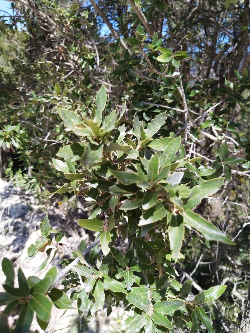 Quercus flocculenta photo 4