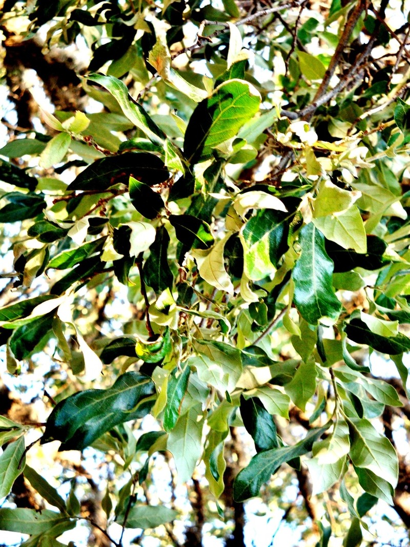 Quercus flocculenta photo 5