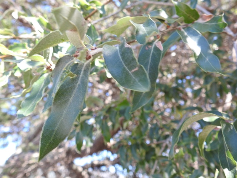 Quercus flocculenta photo 6