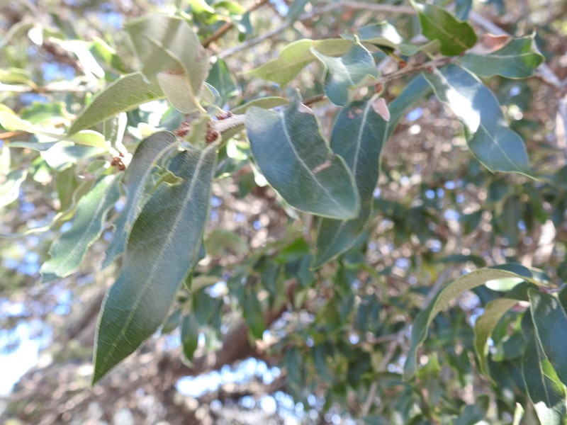 Quercus flocculenta photo 7