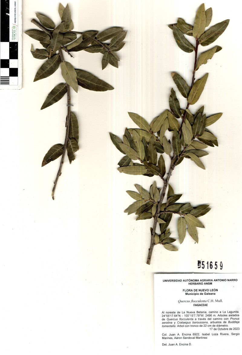 Quercus flocculenta photo 8