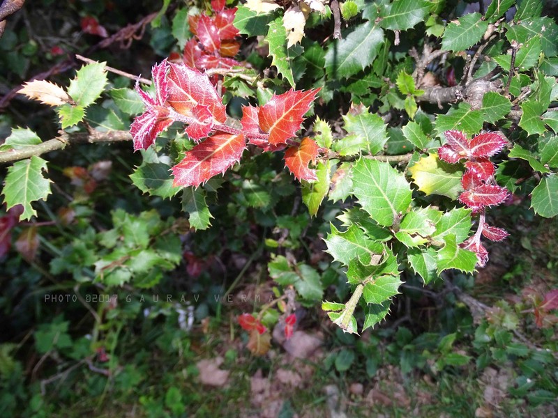 Quercus floribunda photo 2