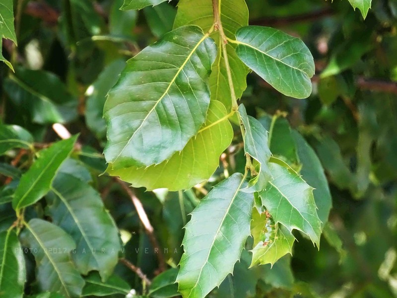 Quercus floribunda photo 3