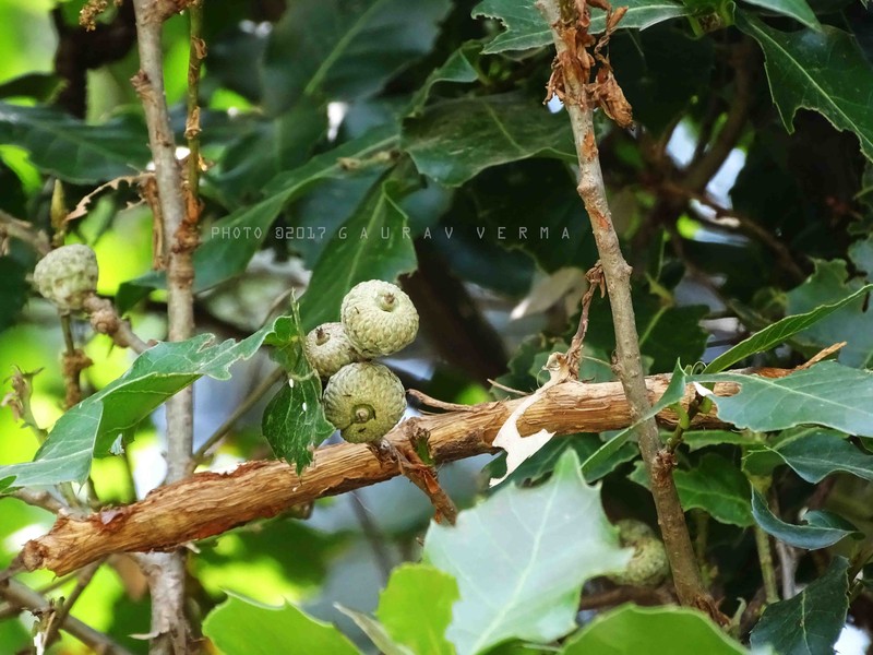 Quercus floribunda photo 4
