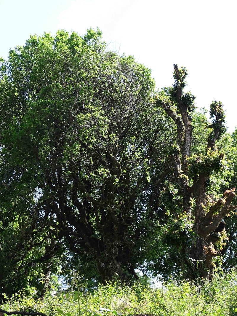 Quercus floribunda photo 5
