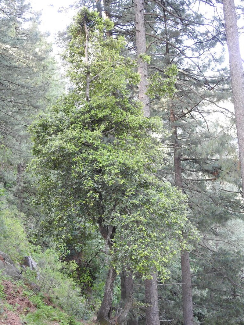 Quercus floribunda photo 6