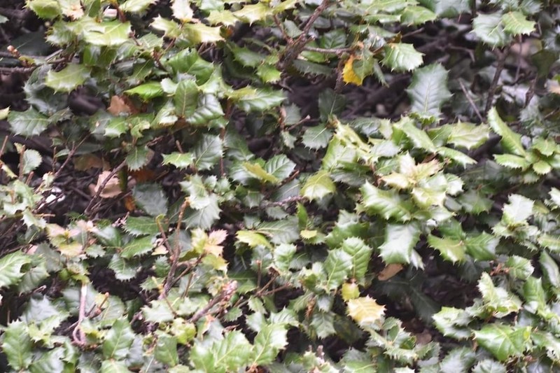 Quercus floribunda photo 7