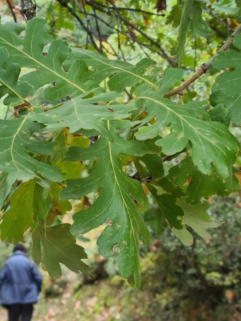 Italian Oak photo 3