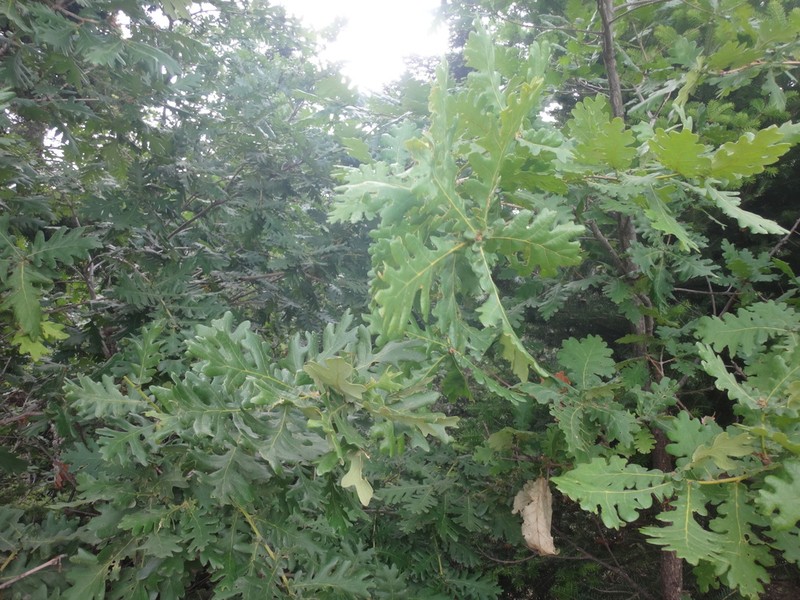 Italian Oak photo 5