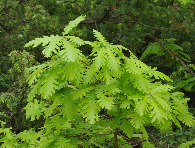 Italian Oak photo 6