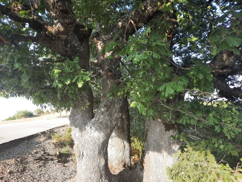 Italian Oak photo 7