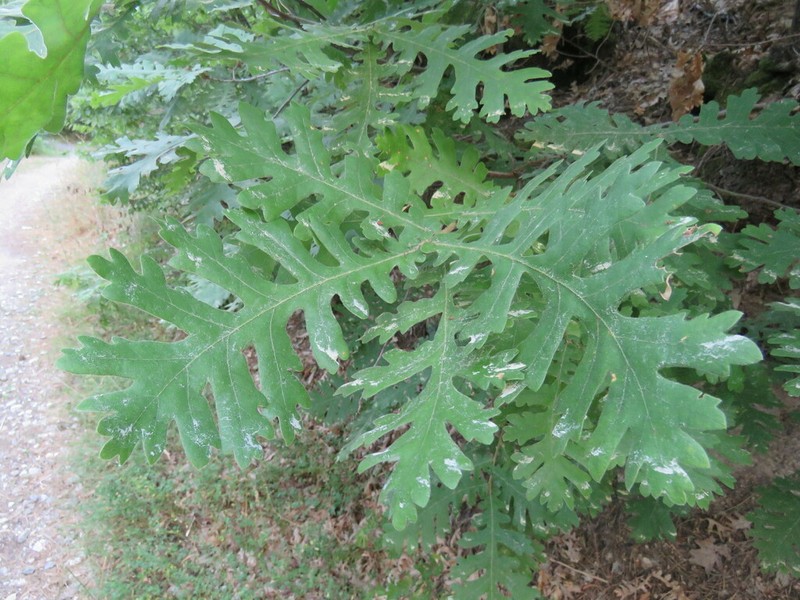 Italian Oak photo 8