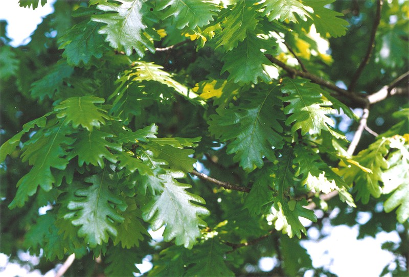 Italian Oak photo 2