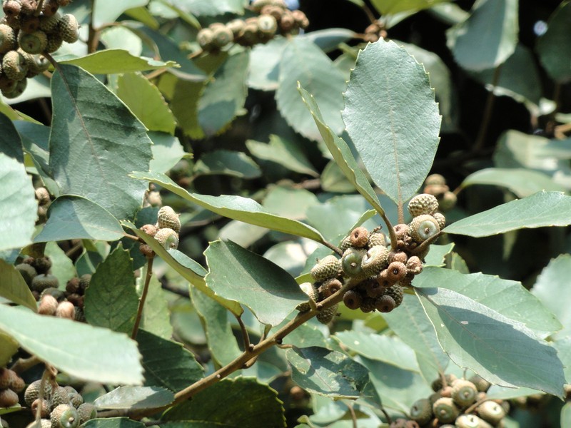 Quercus franchetii