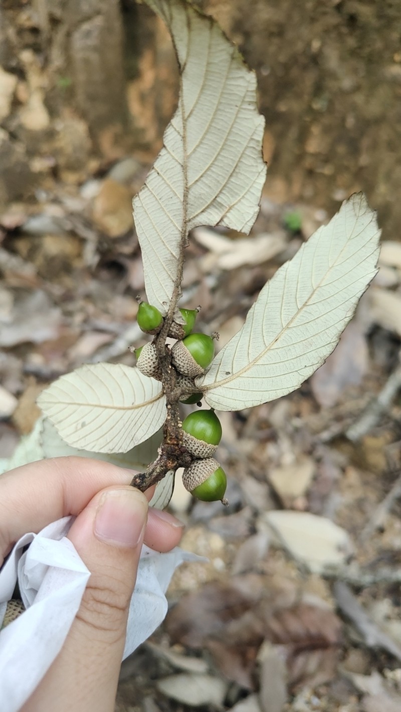 Quercus franchetii photo 2