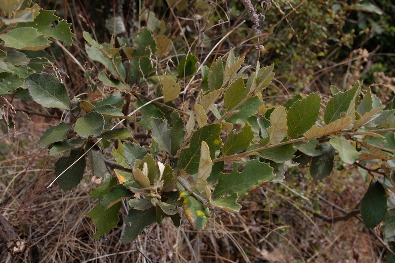 Quercus franchetii photo 3