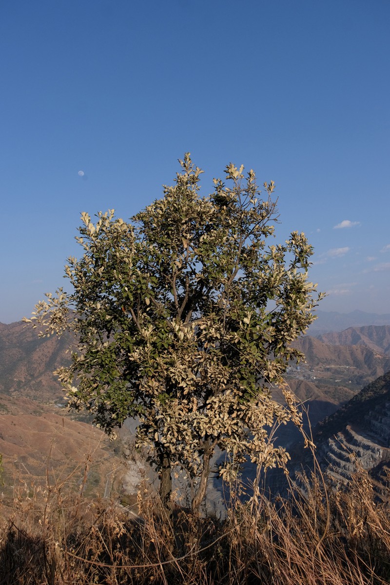 Quercus franchetii photo 4