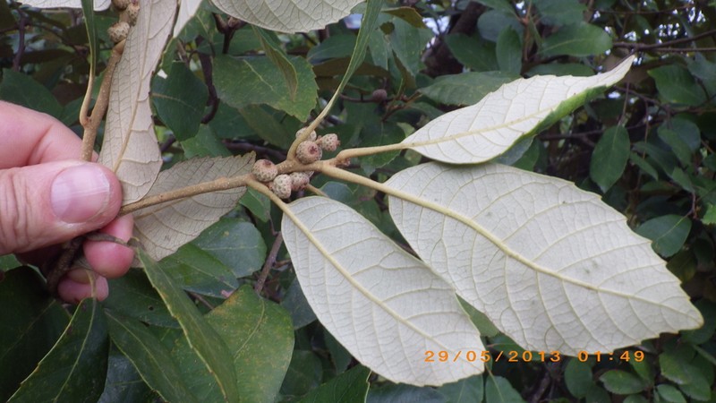 Quercus franchetii photo 5