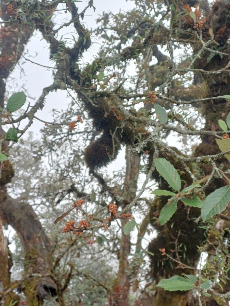 Quercus franchetii photo 6