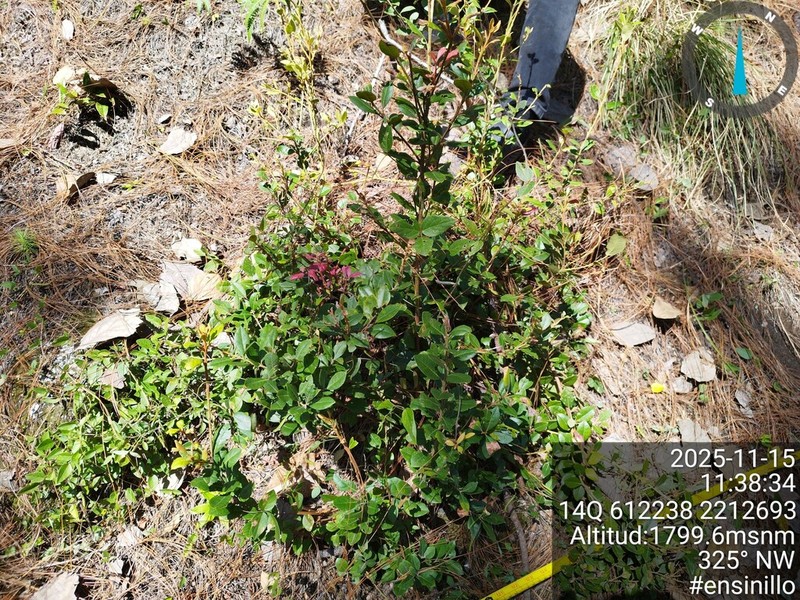 Quercus frutex photo 2