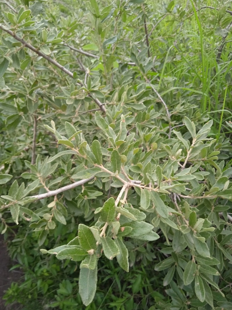 Quercus frutex photo 3