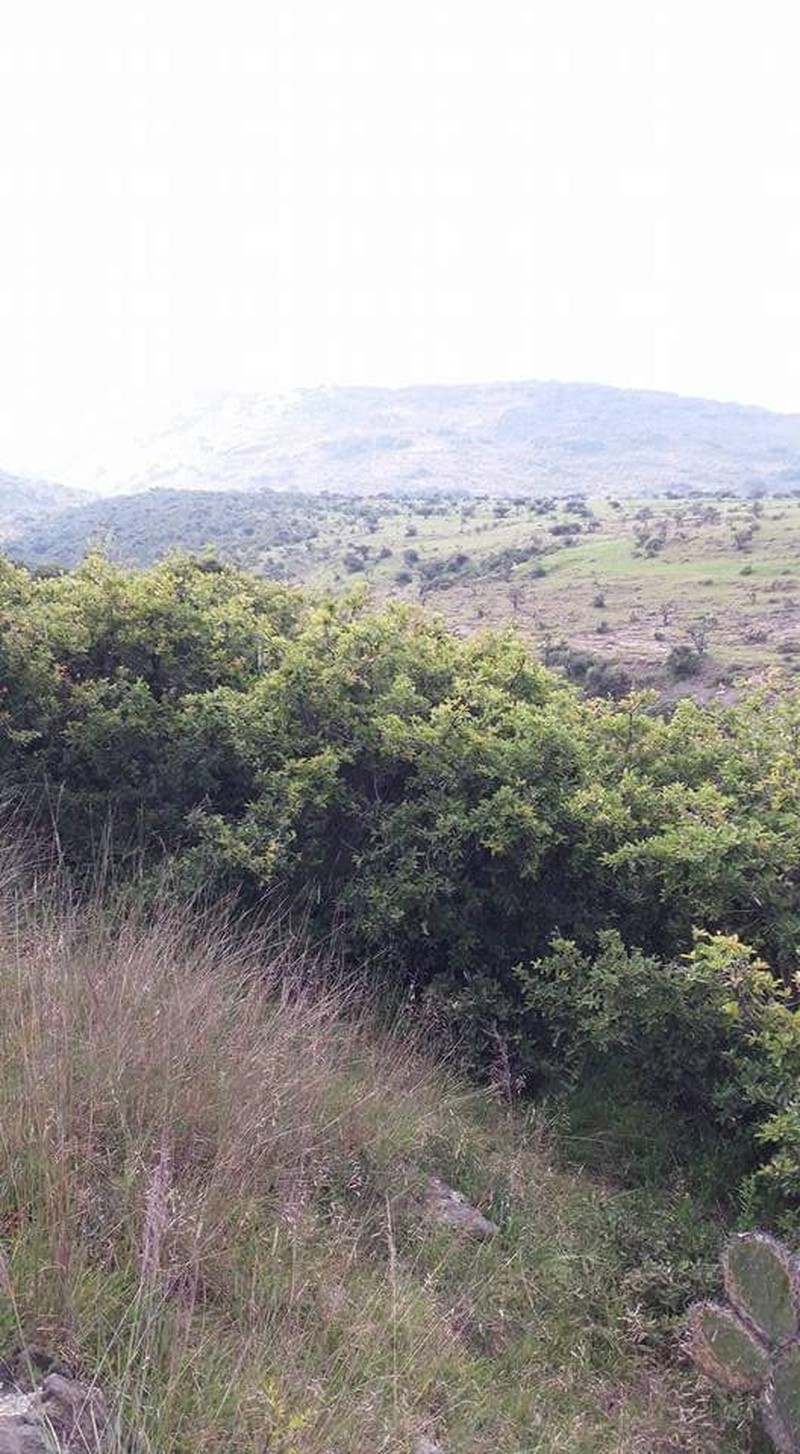 Quercus frutex photo 4