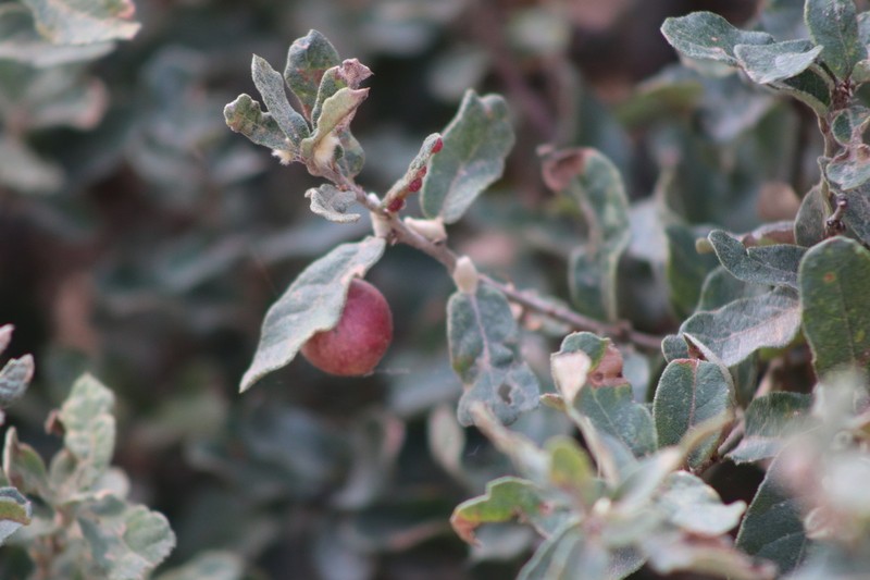 Quercus frutex photo 5