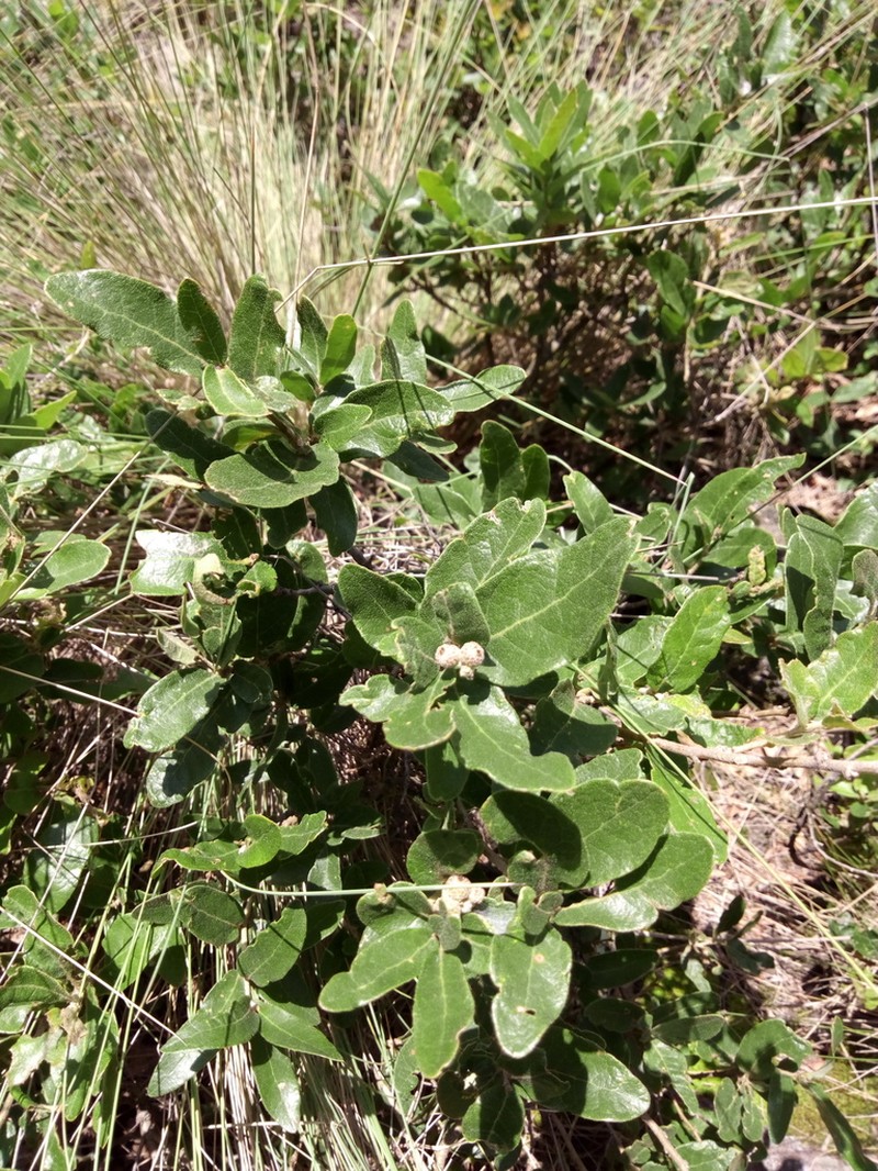 Quercus frutex photo 6