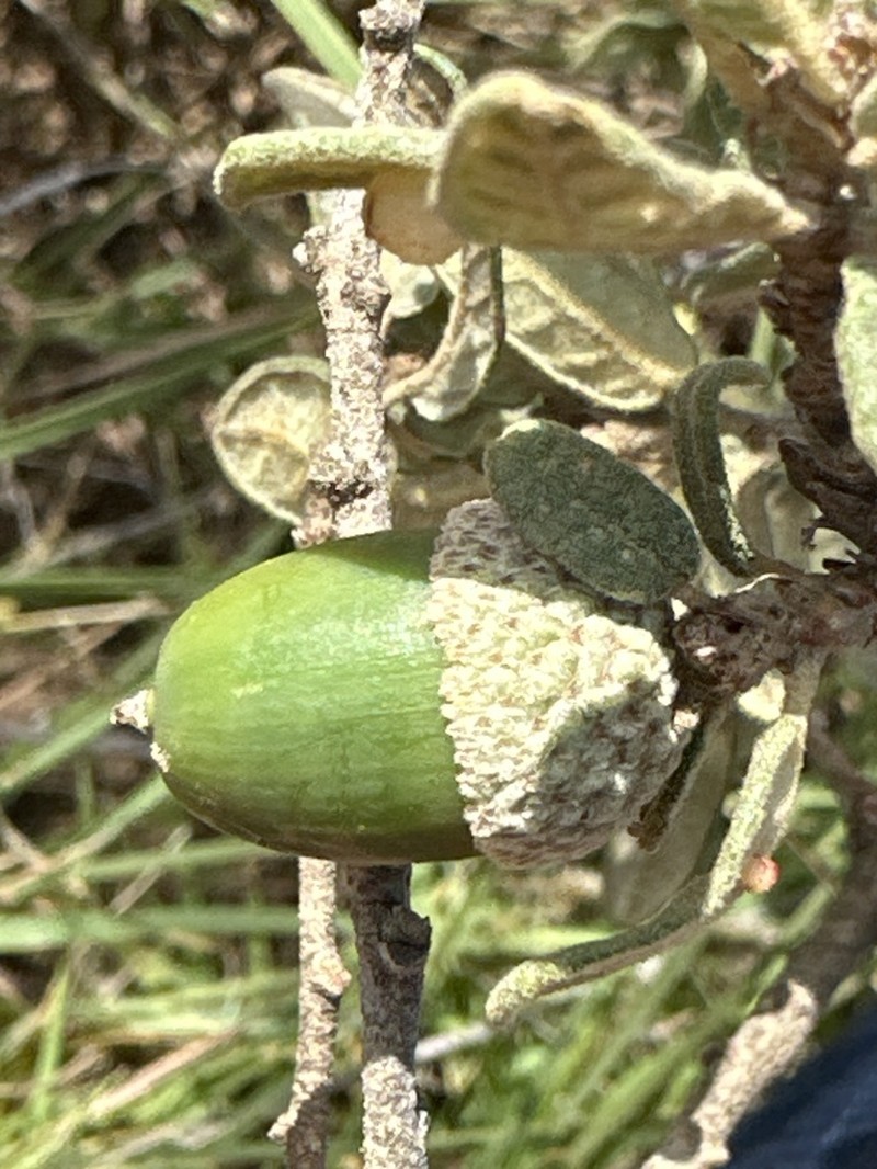 Quercus frutex photo 7