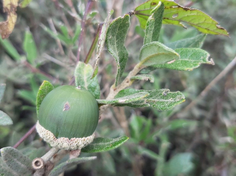 Quercus frutex photo 8