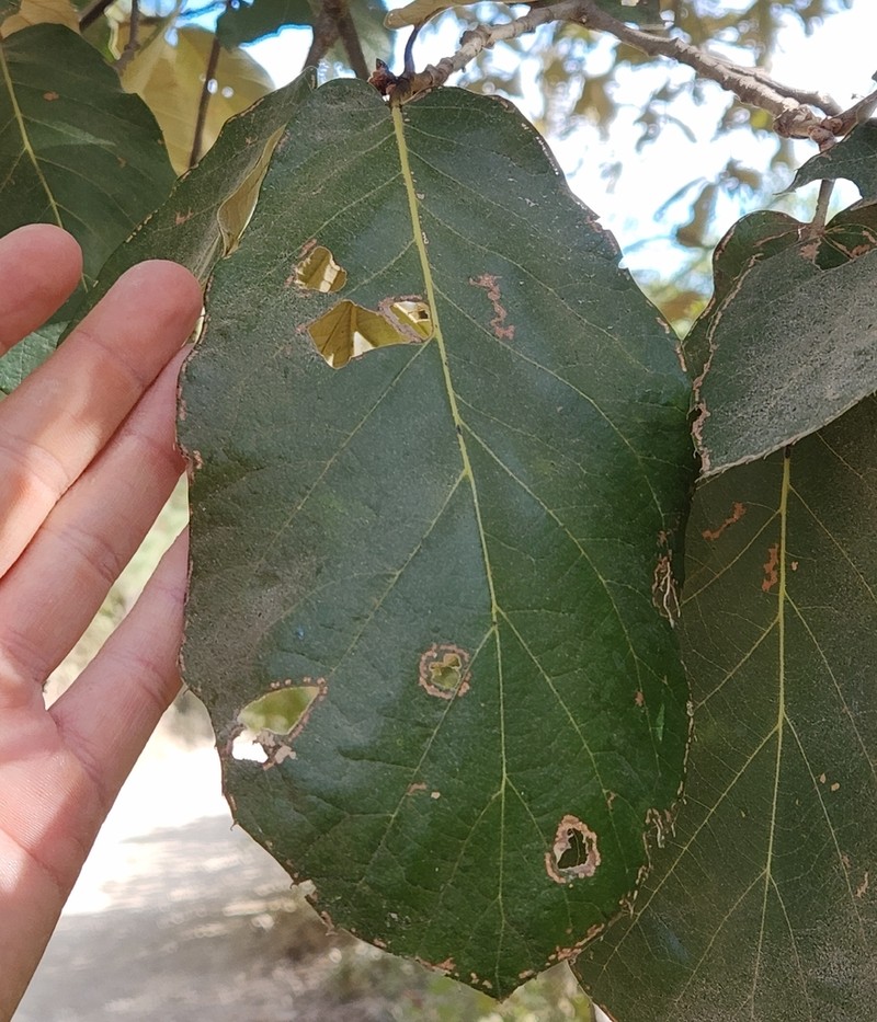 Quercus fulva photo 2