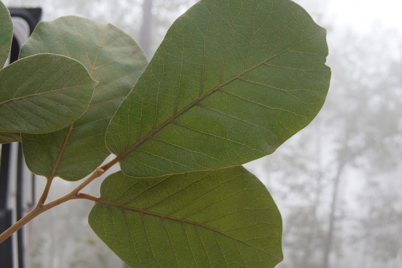 Quercus fulva photo 3