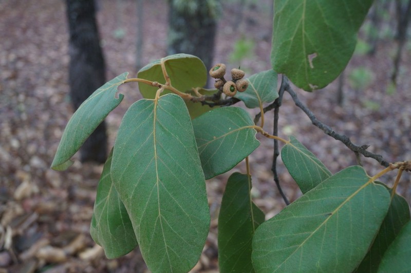 Quercus fulva photo 4