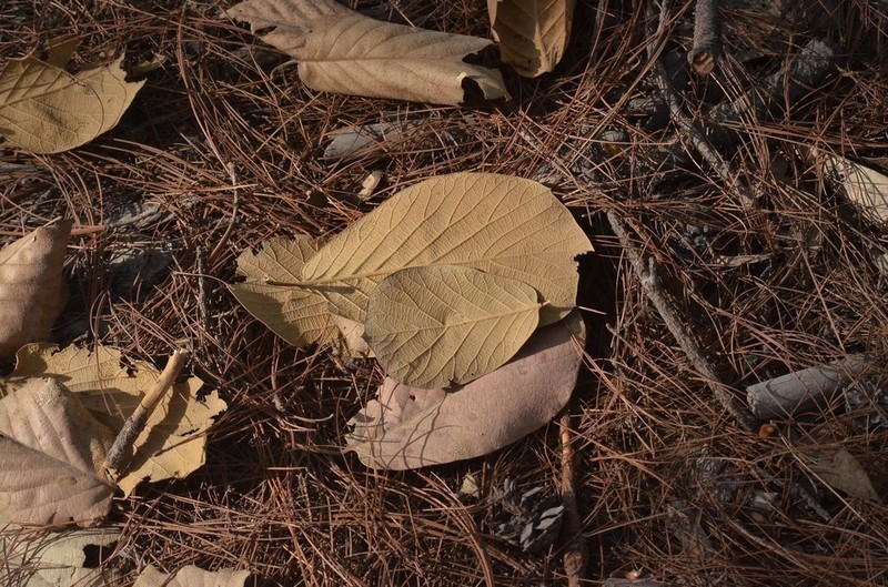 Quercus fulva photo 5