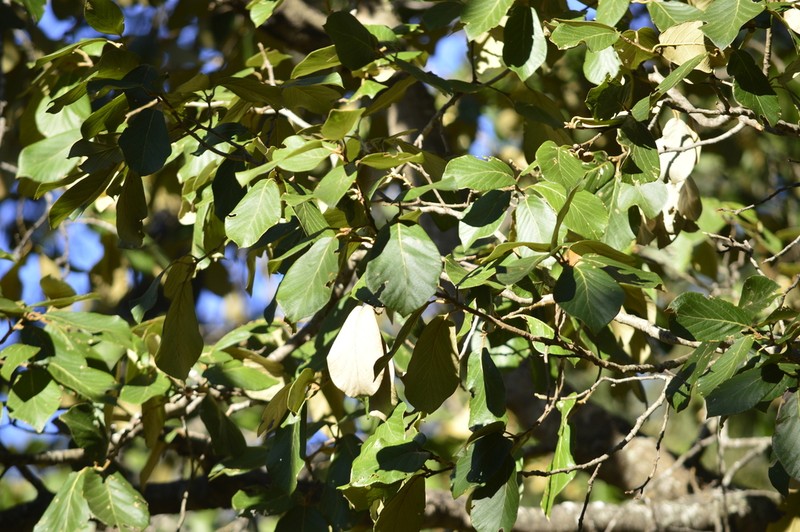 Quercus fulva photo 6