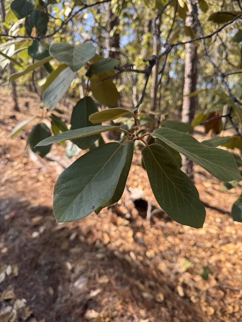 Quercus fulva photo 7