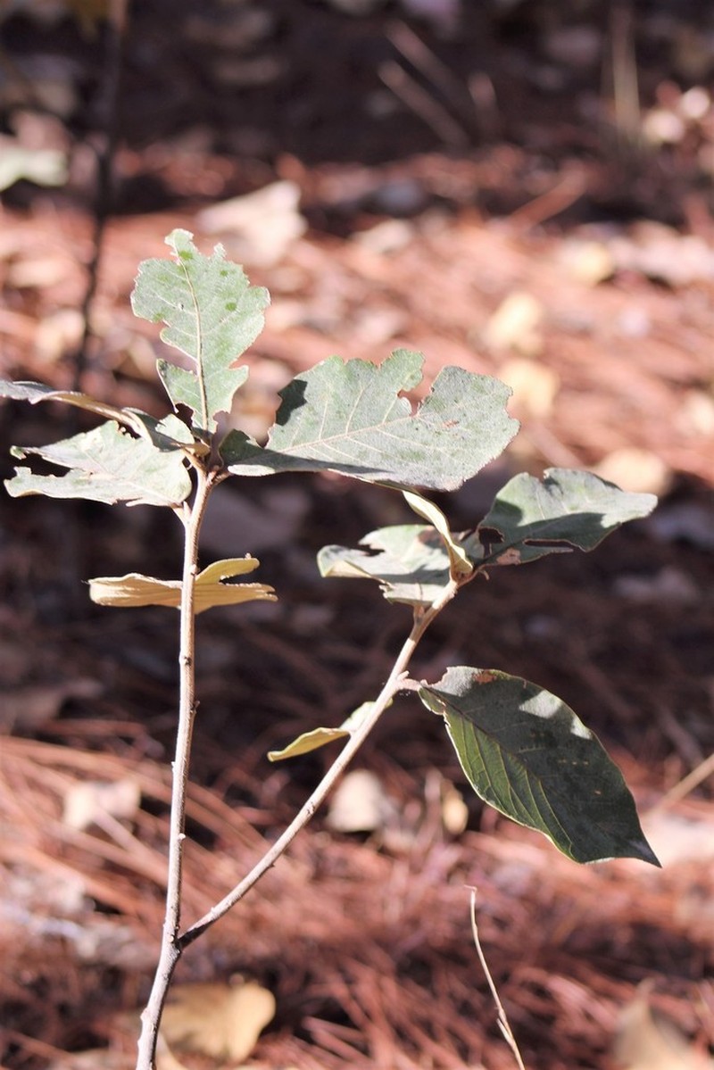 Quercus fulva photo 8