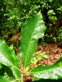 Quercus furfuracea