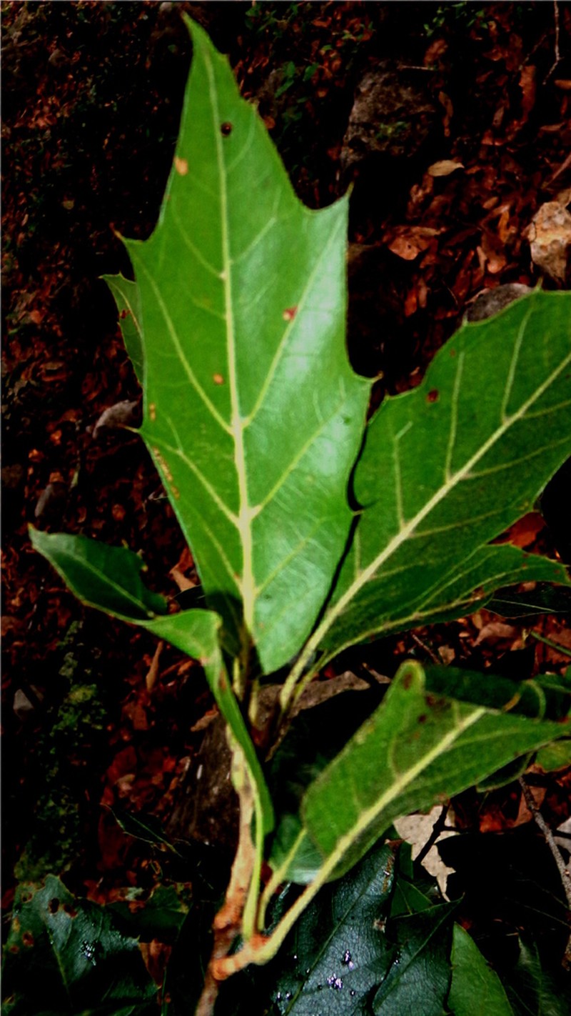 Quercus furfuracea photo 2