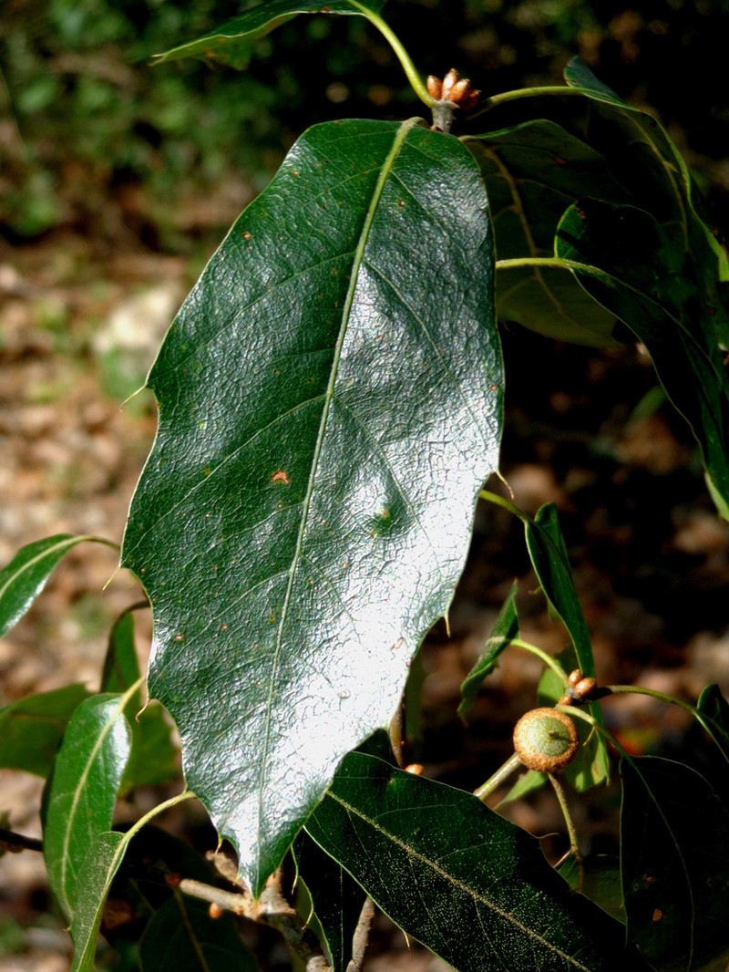 Quercus furfuracea photo 4