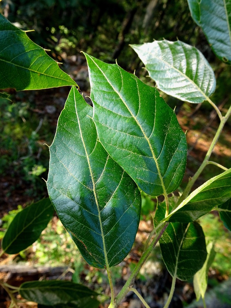 Quercus furfuracea photo 5