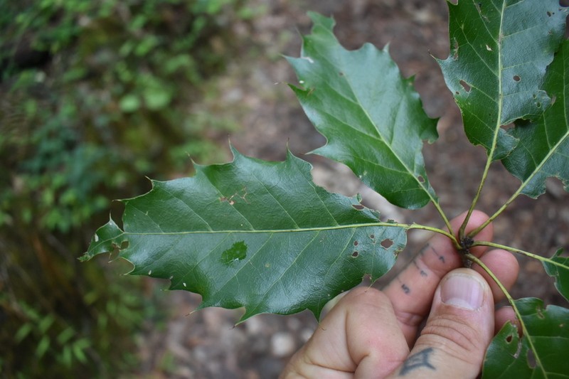 Quercus furfuracea photo 6